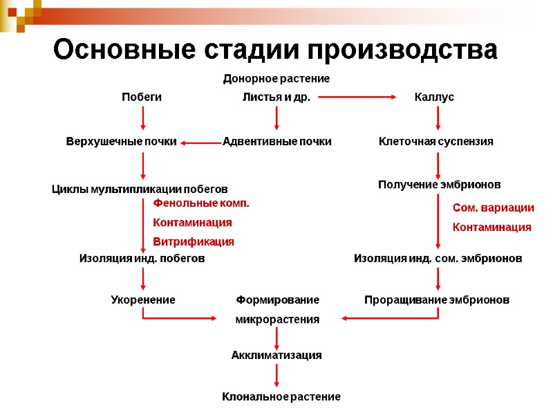Побеги Верхушечные почки Формирование  микрорастения Укоренение  Получение эмбрионов Изоляция инд. сом. эмбрионов